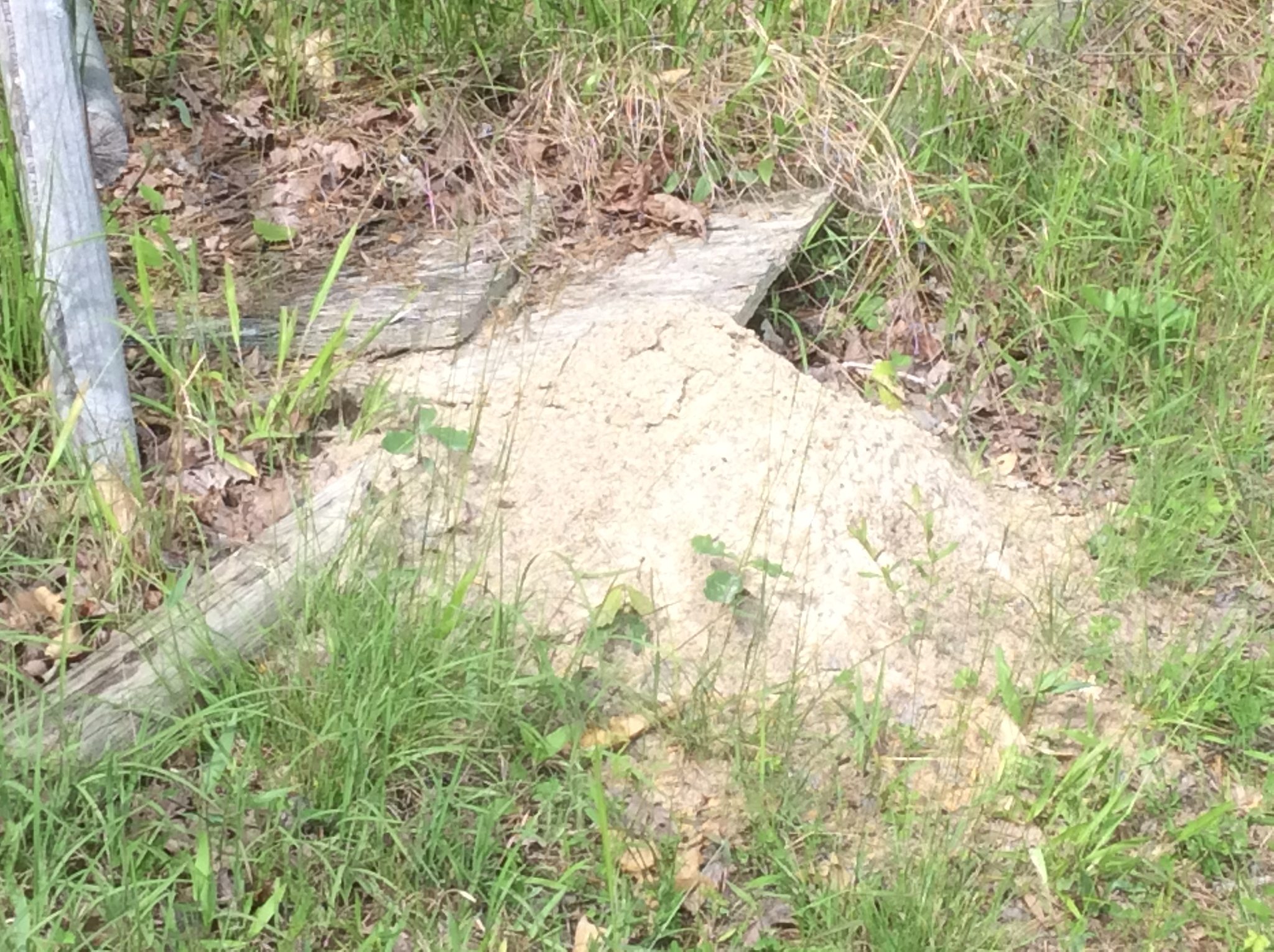 fire ant mound at the range.jpg