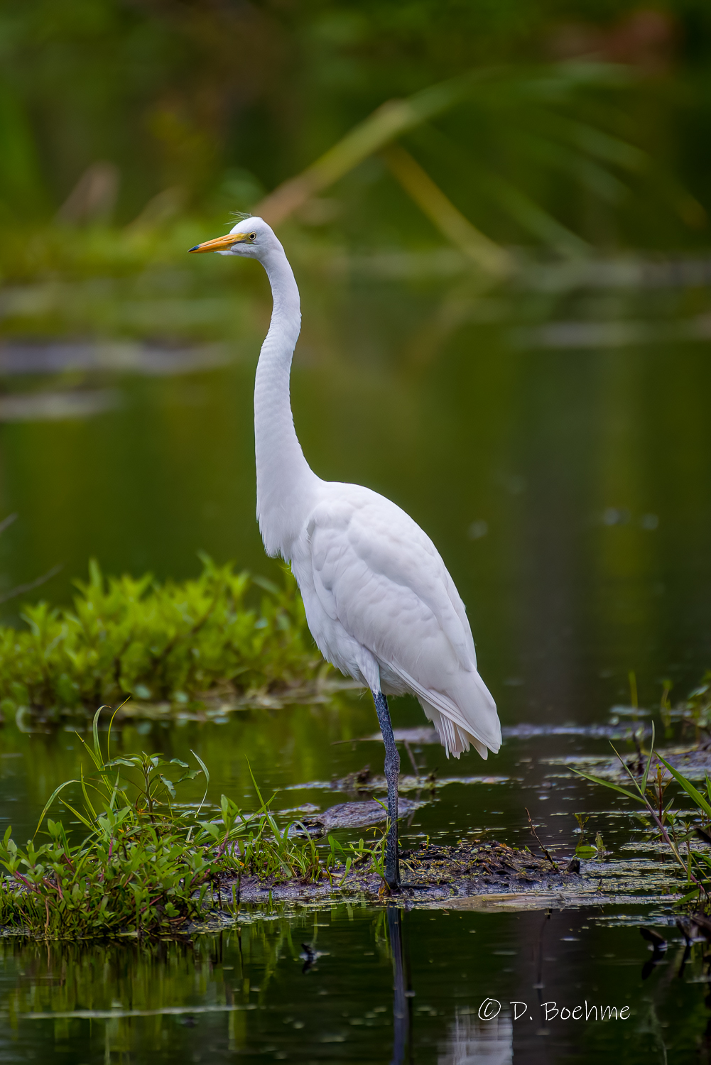 _DAB9940-DeNoiseAI-low-light.jpg