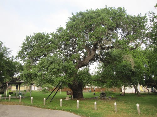 zachary-taylor-oak.jpg