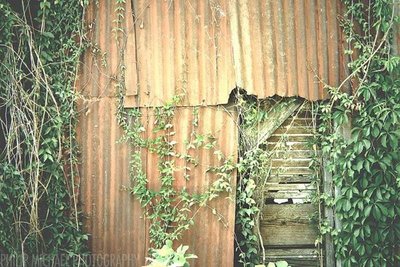 the old shack.jpg