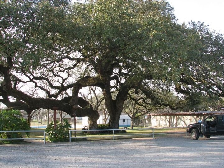 Hanging Tree.jpg