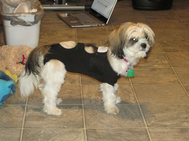 230918 001 after spaying 002.jpg