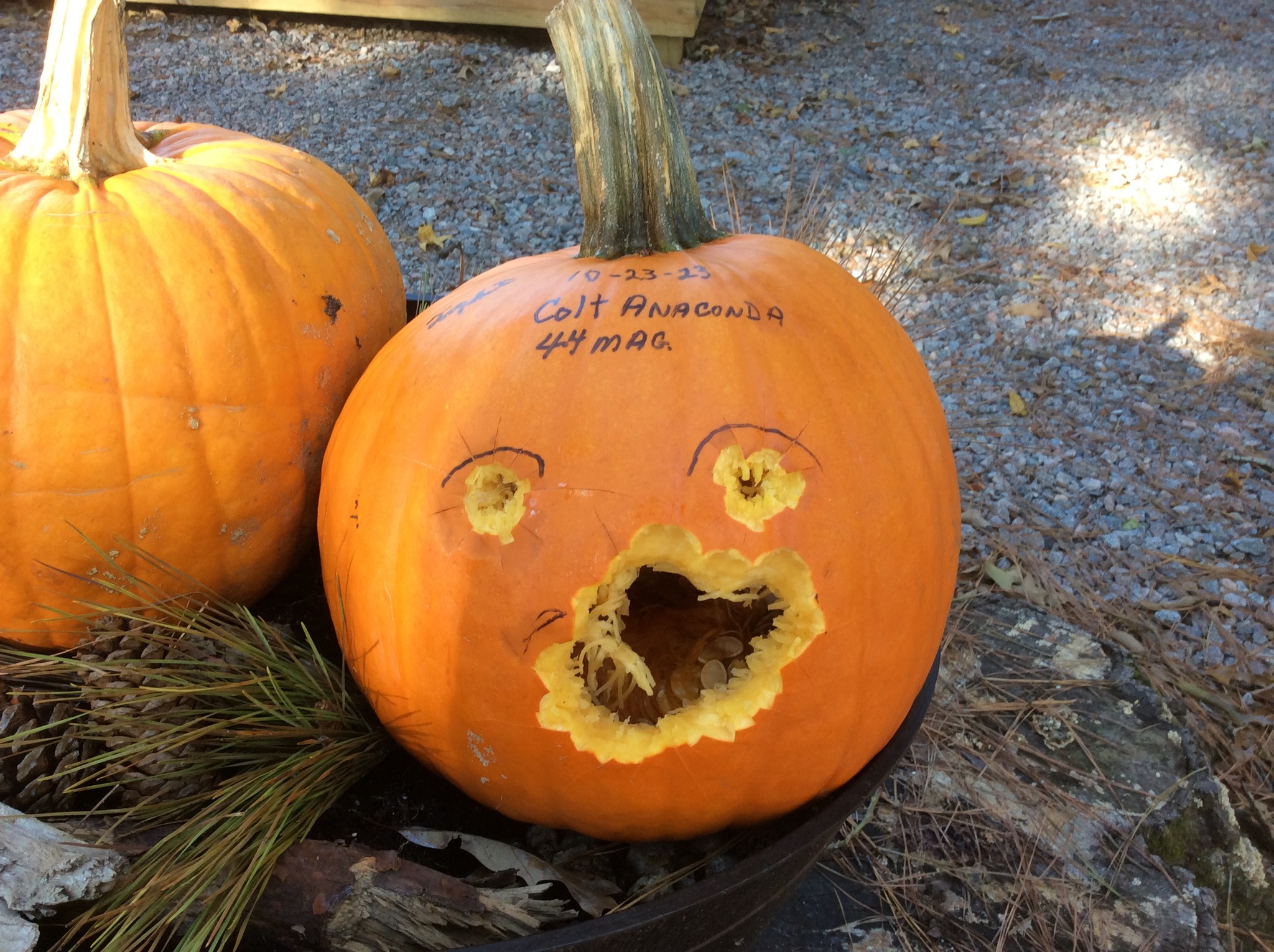 something scared the heck out of  Anaconda pumpkin last night.jpg