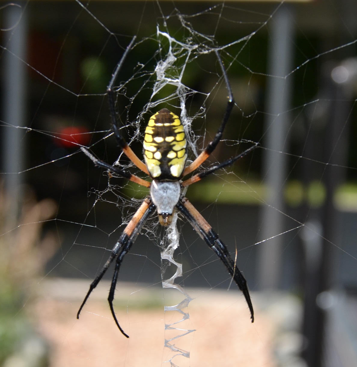 writin spider 001 comp.jpg