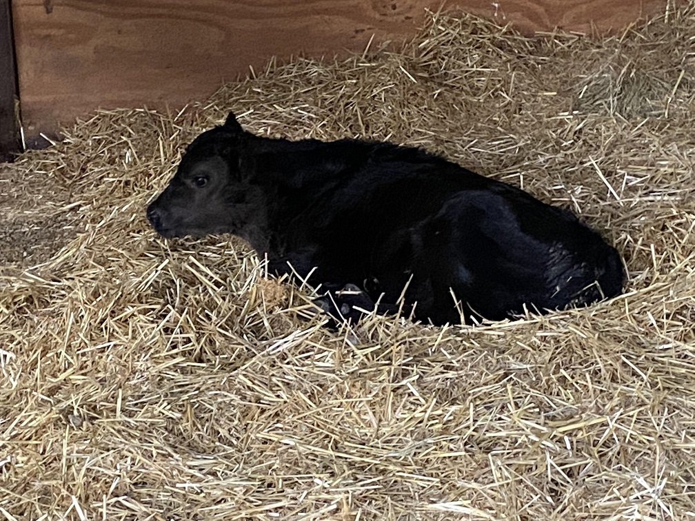 Tbone at two days 231026.jpg