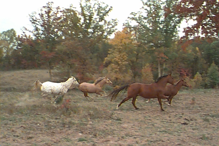 good close running shot.jpg