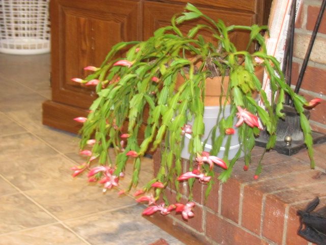 161112 001 Christmas Cactus 001.jpg