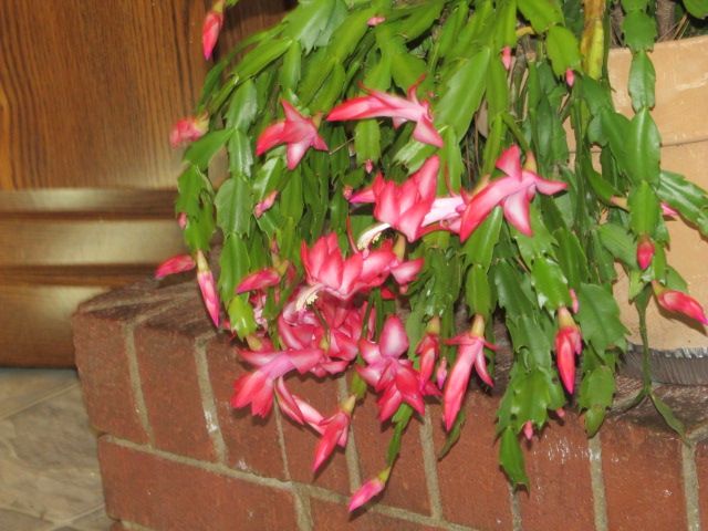 231116 001 Christmas Cactus 002.jpg