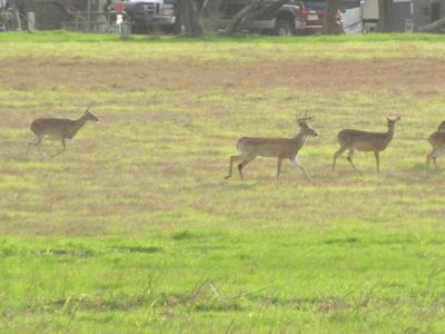 170206 004 Colorado River Deer 006.jpg