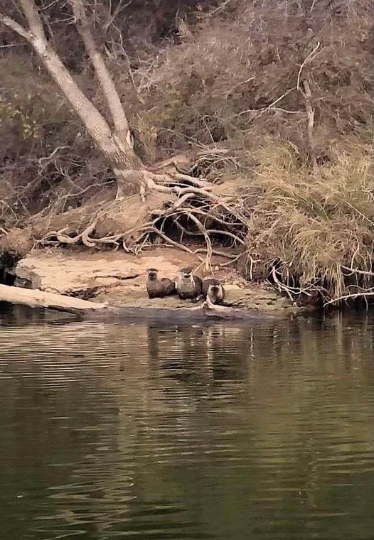 Otters.jpg