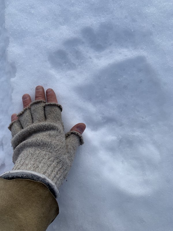 Grizz paw Jan 21 2023.jpg