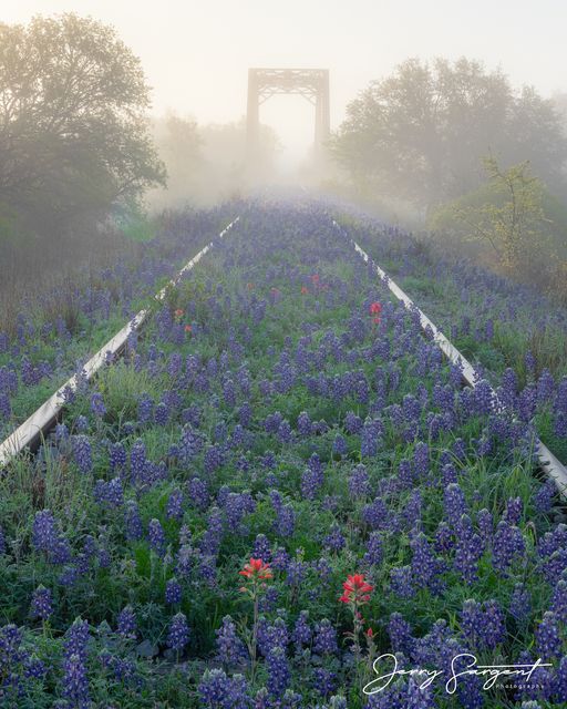 43471000Fog.jpg