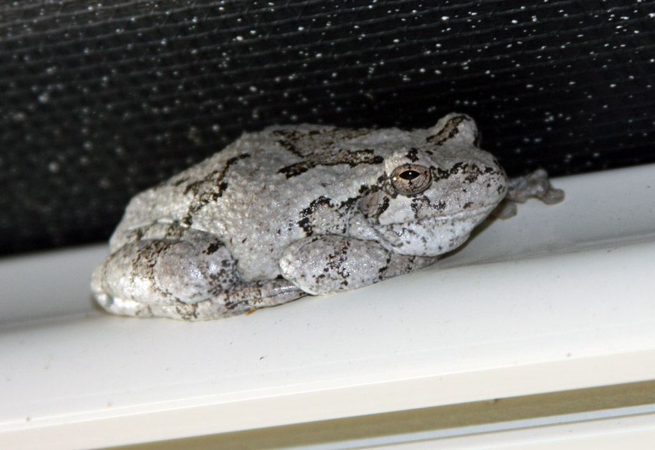 Gray_Tree_Frog.jpg