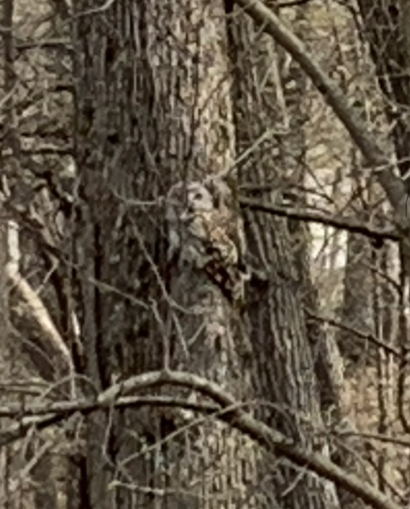 Baby owl 2024.jpg