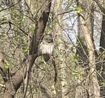 baby owl2.jpg