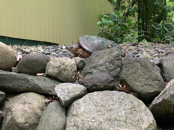 Snapping turtle in rocks.jpg