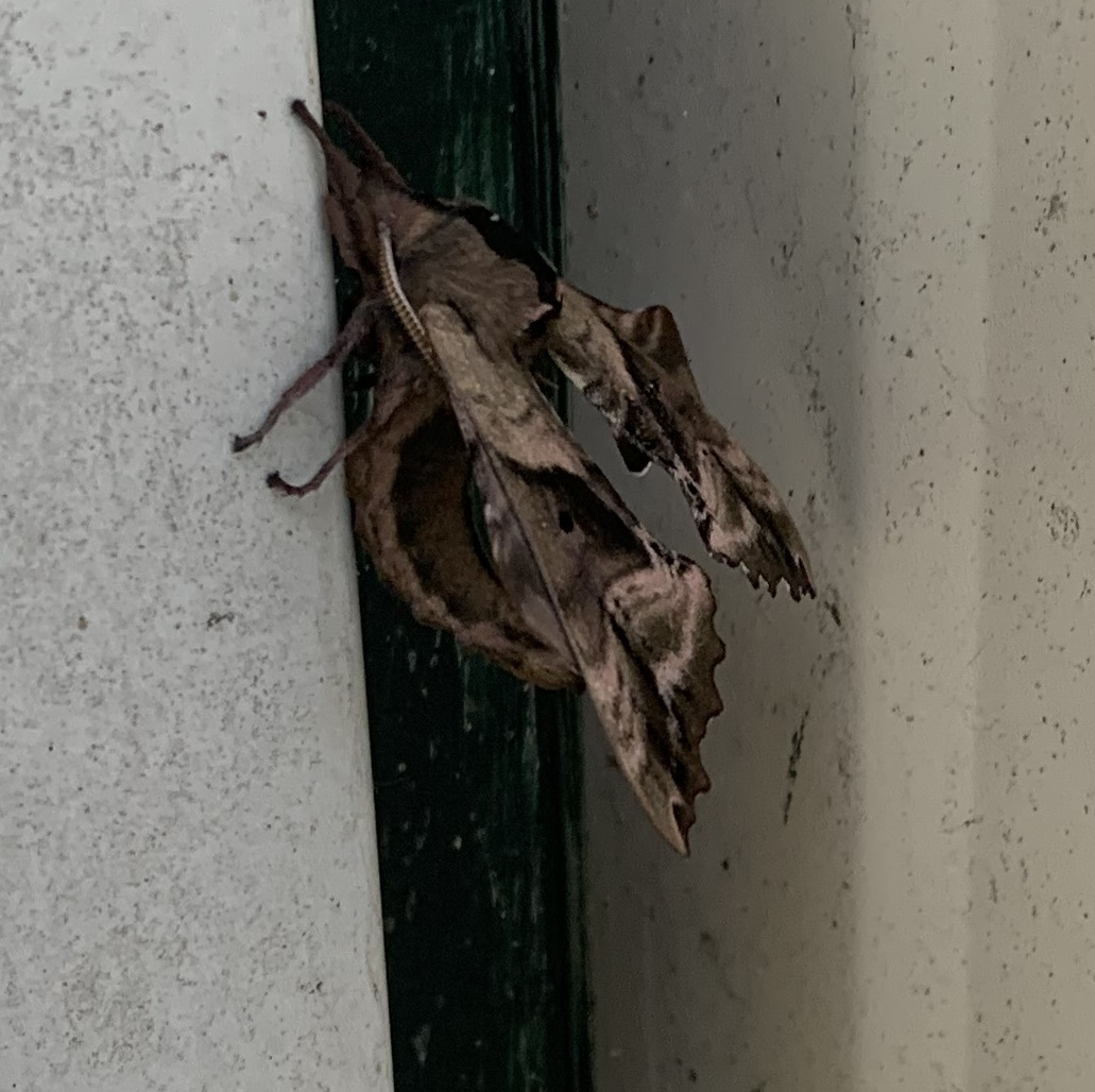 Leaf looking moth.jpg