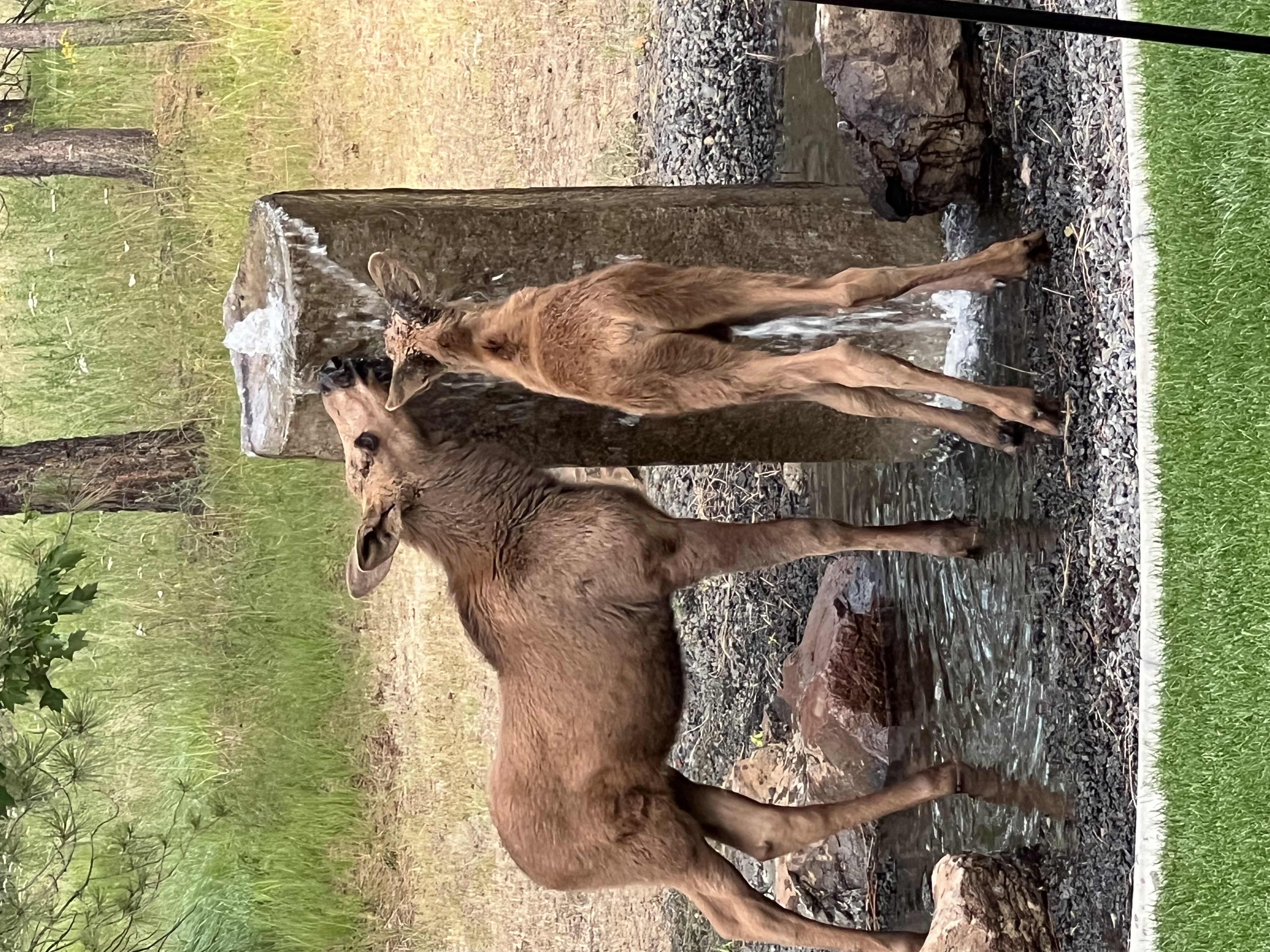 IMG_7807.jpeg