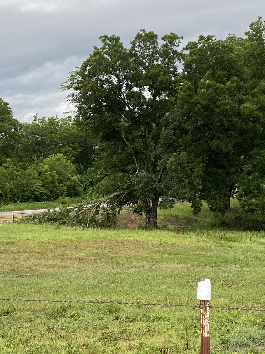 broken tree.jpg