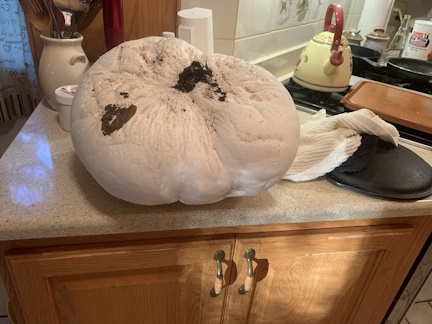 Puff Ball.jpg