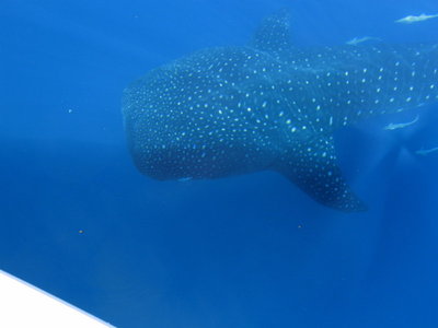whale shark2.jpg