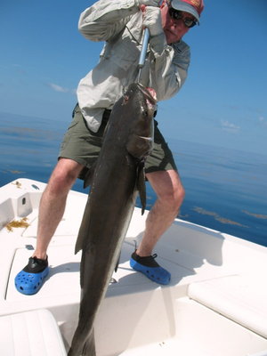 bobcobia7.JPG