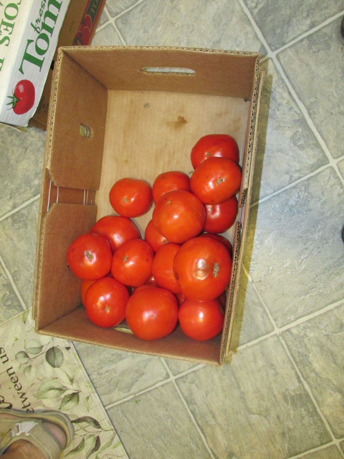 240901 001 tomatoes 001a.jpg