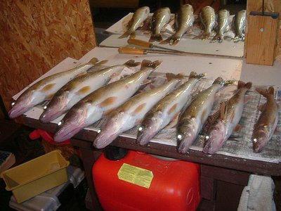 170305 001 walleye wth Glen 002.jpg