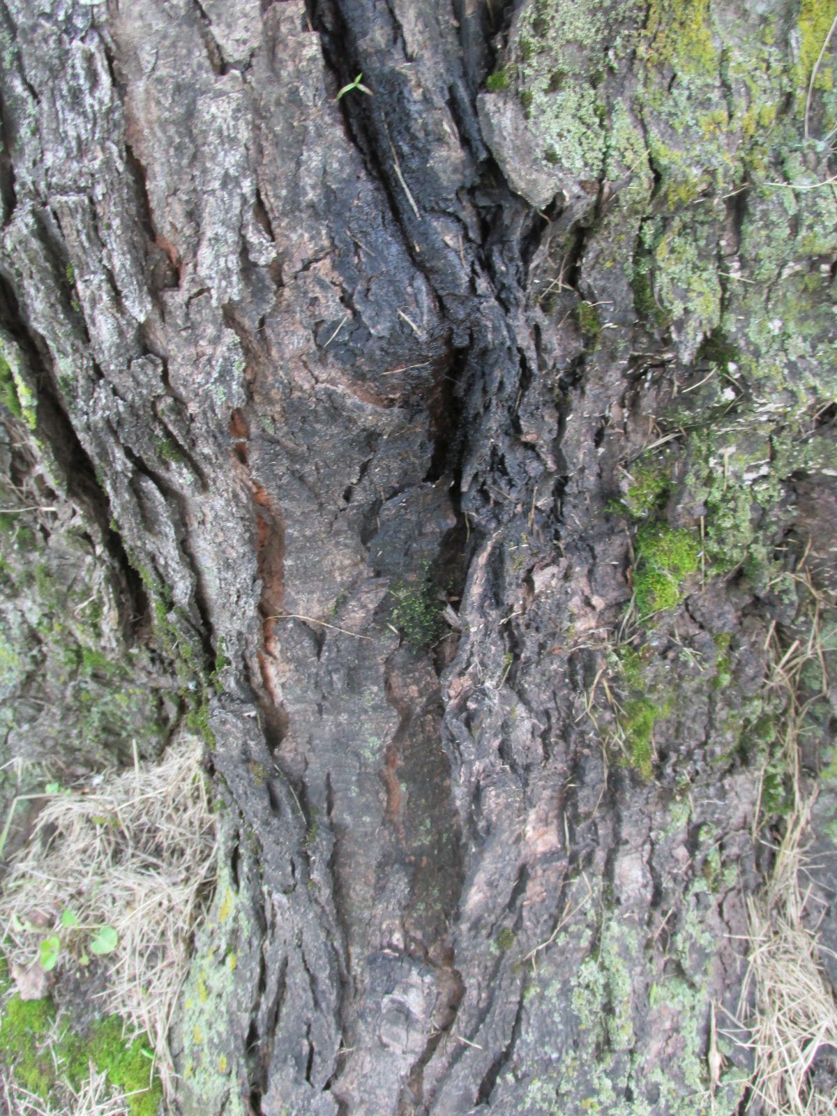 240910 001 damaged tree on site 5 008.jpg