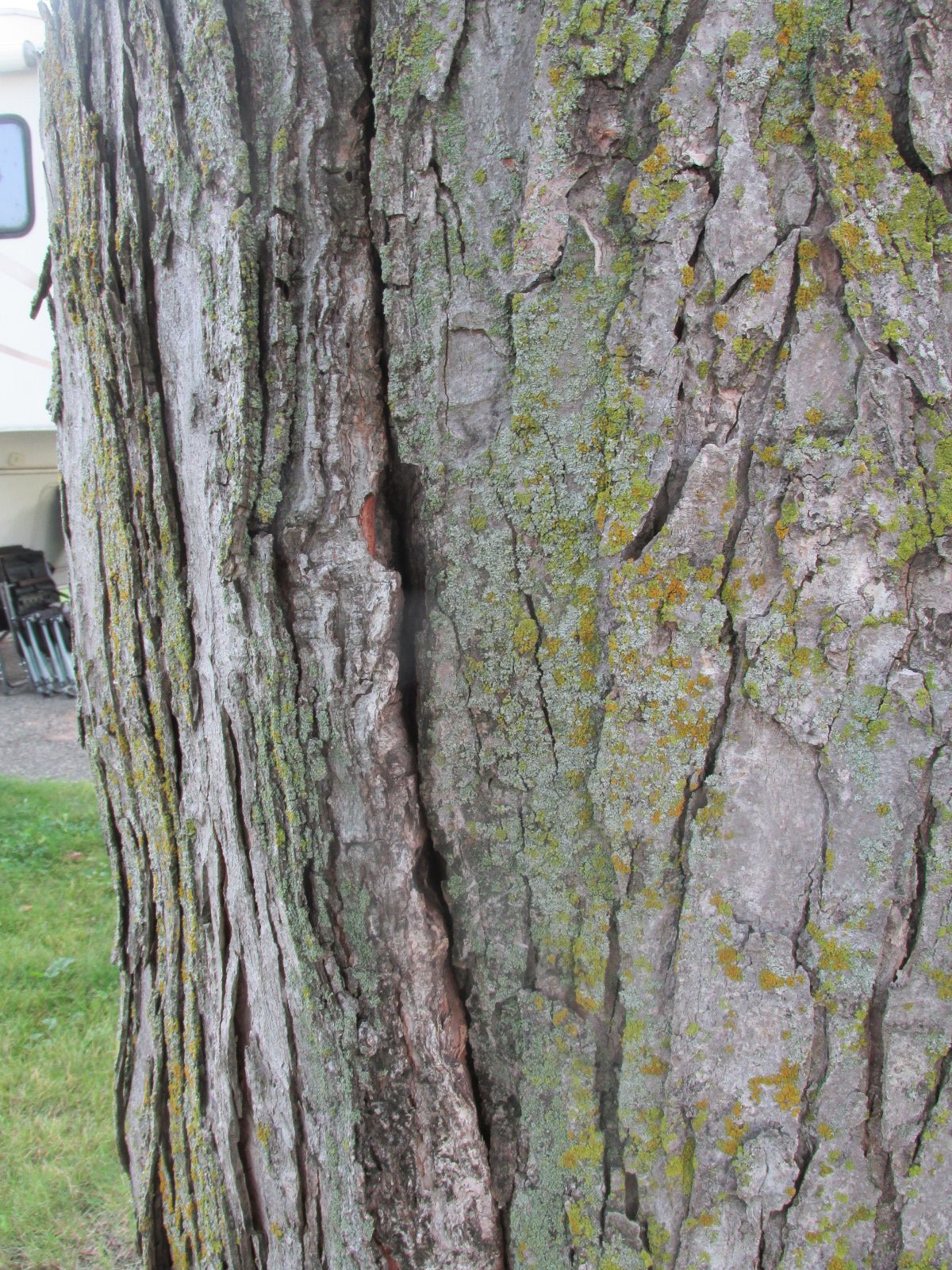 240910 001 damaged tree on site 5 007.jpg