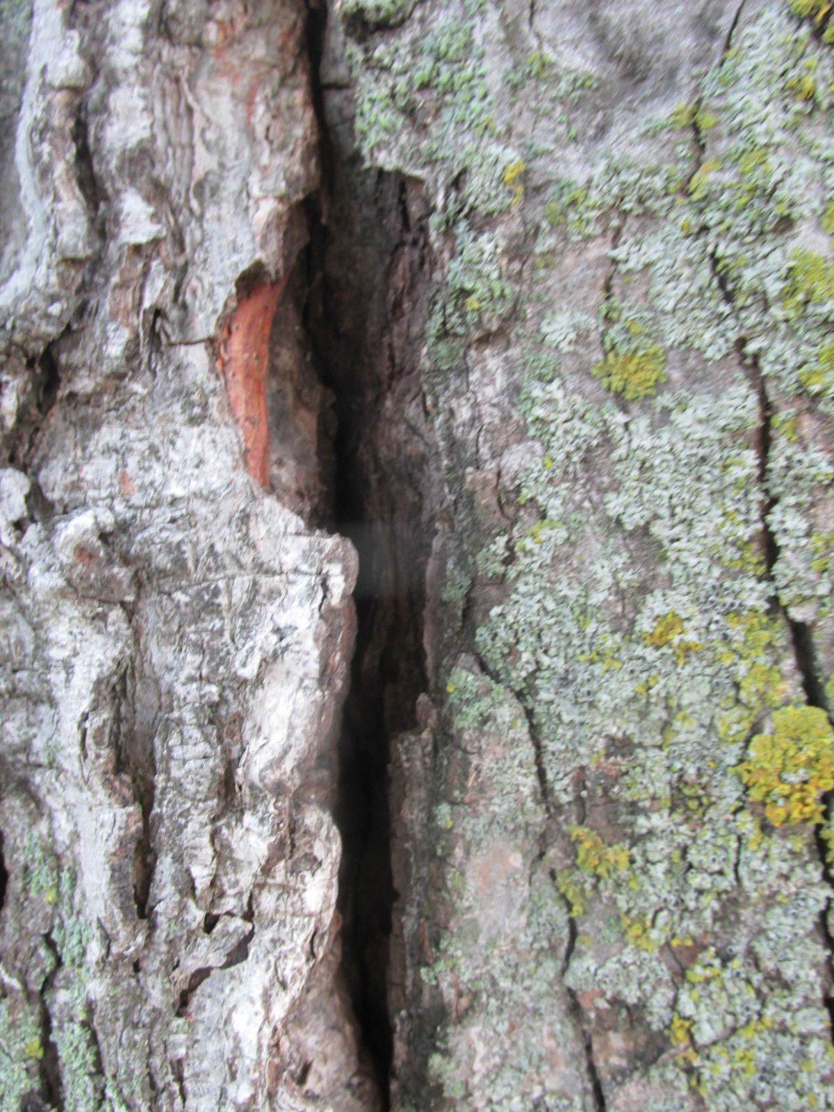 240910 001 damaged tree on site 5 006.jpg