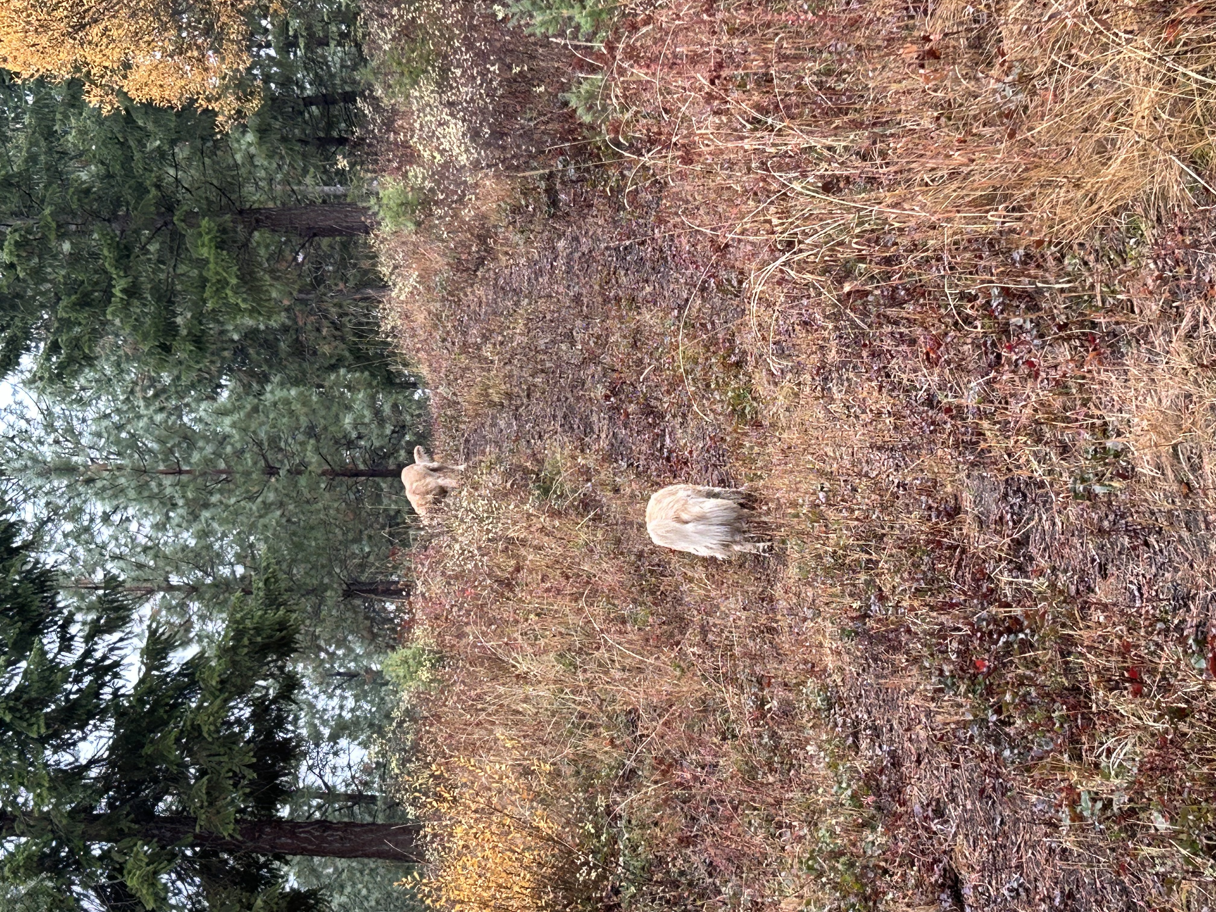 IMG_5544.jpeg