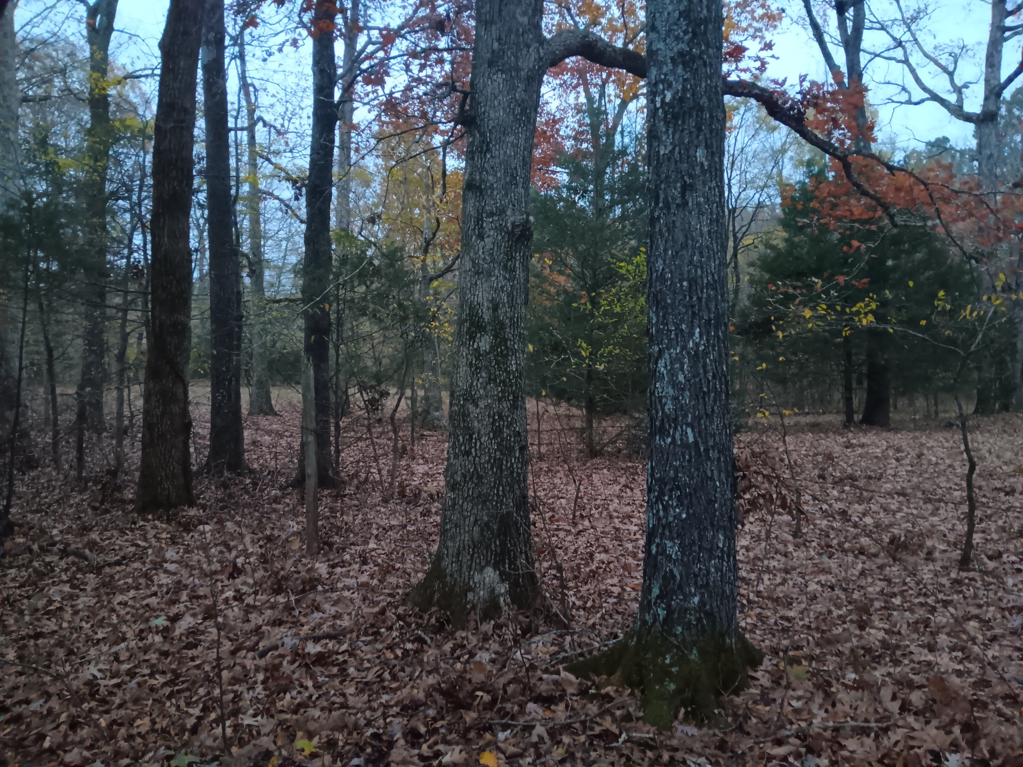 20241128_063600.jpg