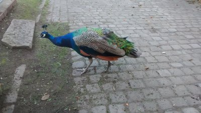 IMG_20161005_100159184.jpg