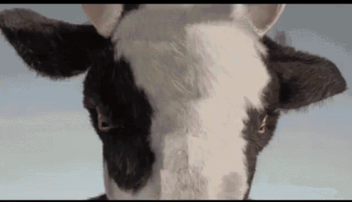 IMG_3792.gif