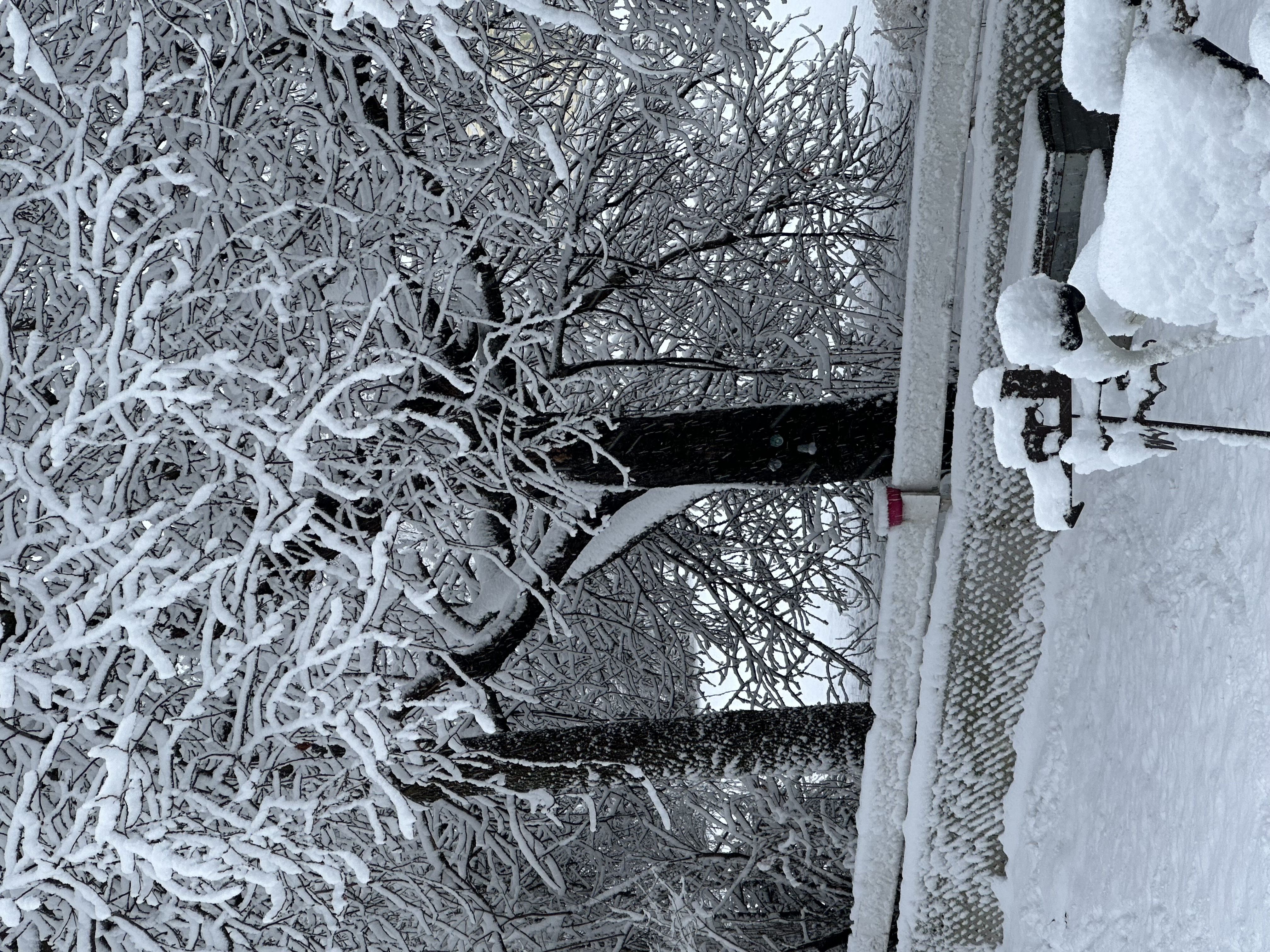 IMG_3815.jpeg