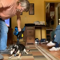 Buster's daily grooming.jpg