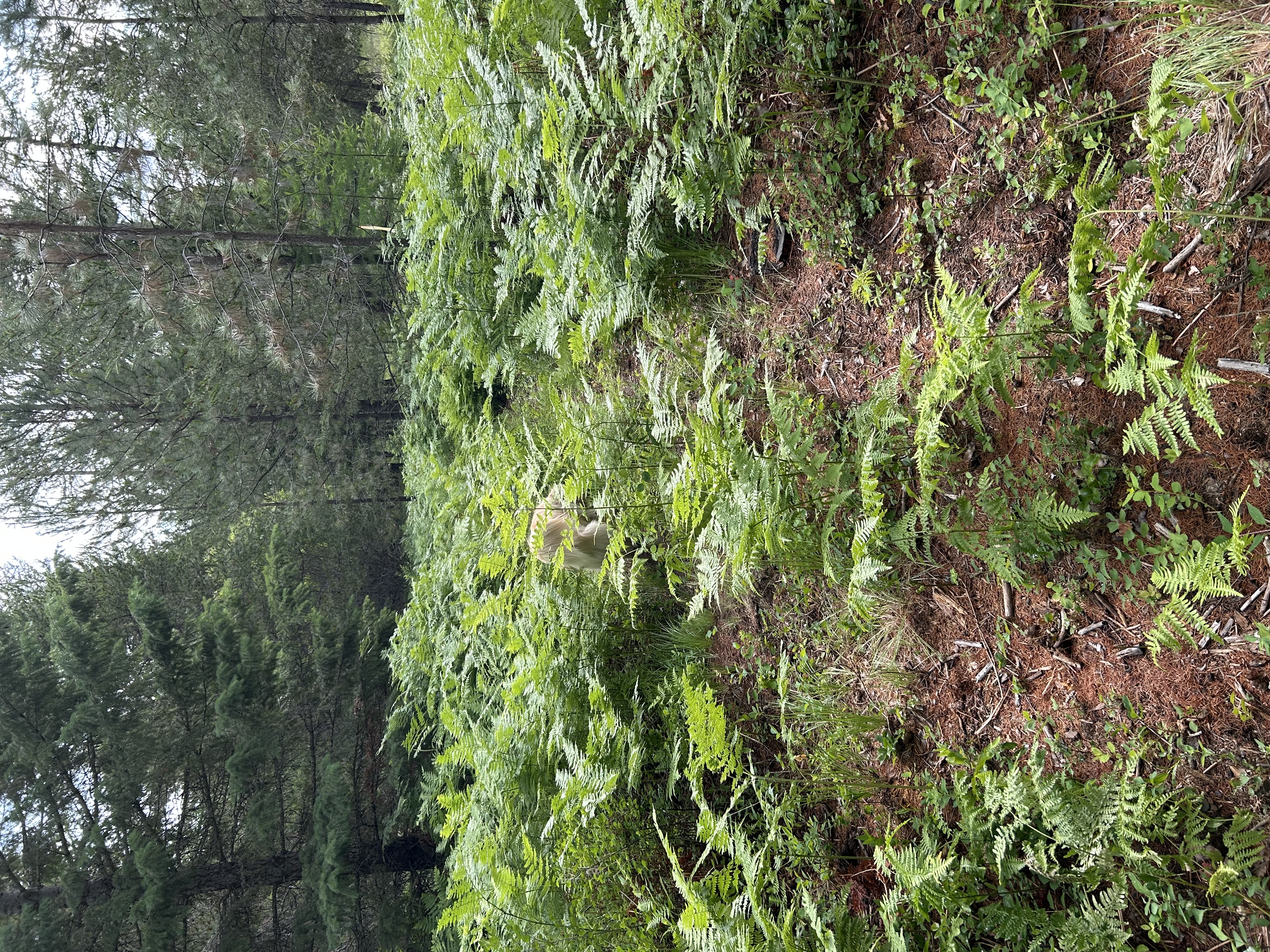 IMG_6011.jpeg