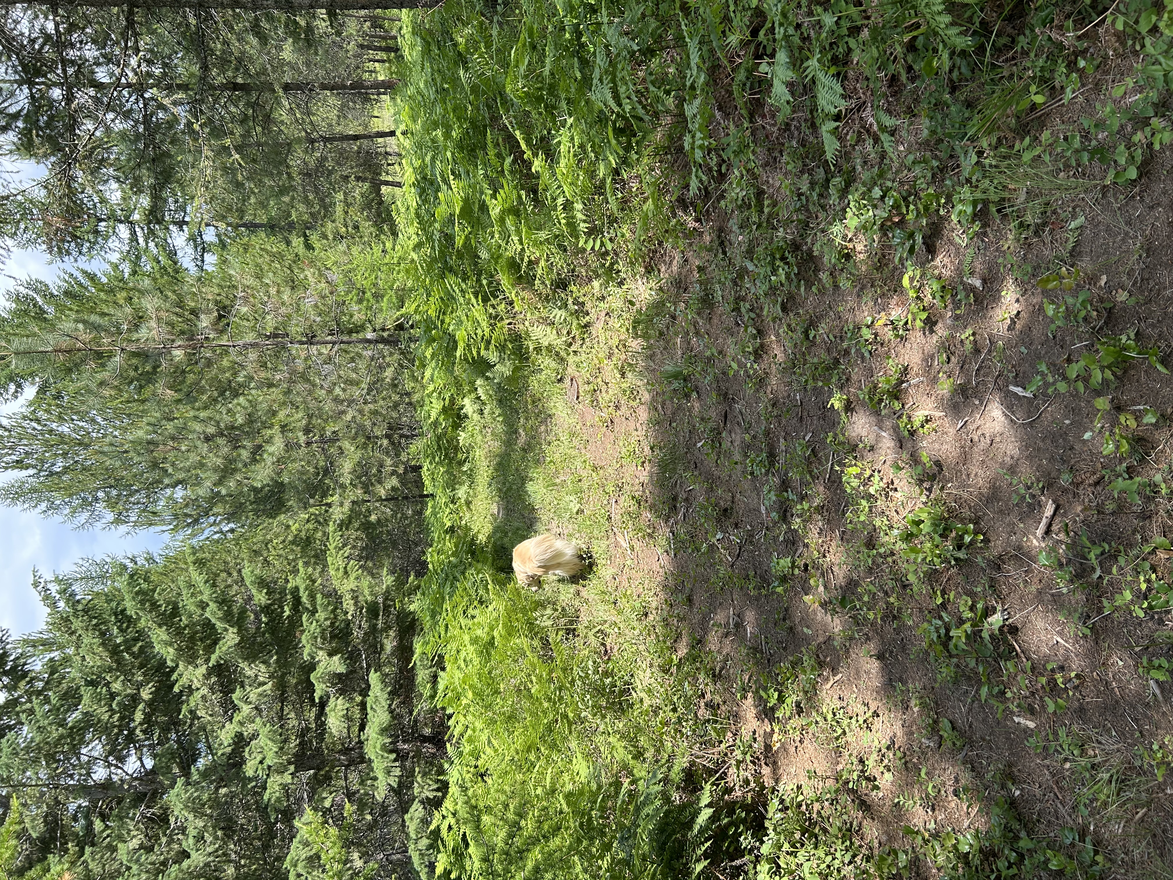 IMG_6019.jpeg