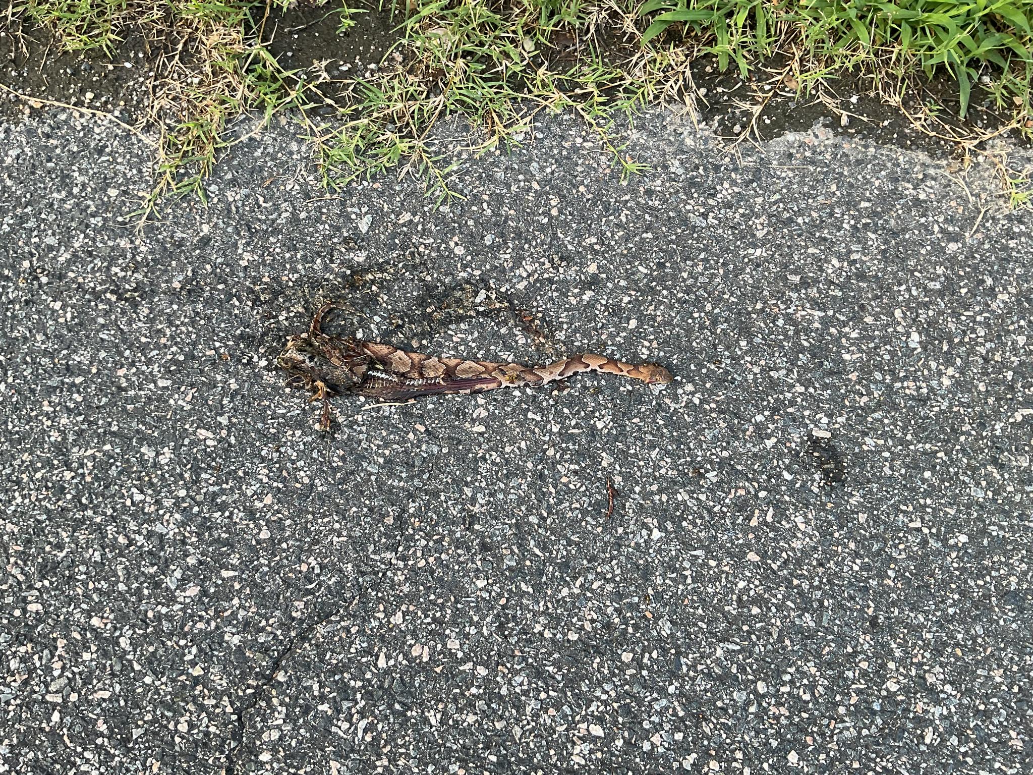 copperhead on my street 7 11 2025.jpg