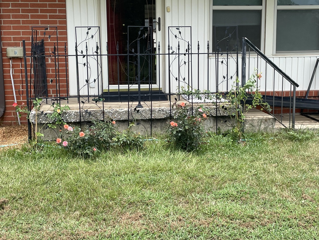 Coral Roses bloomed.jpg