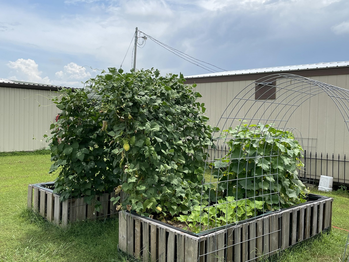 cukes and beans.jpg