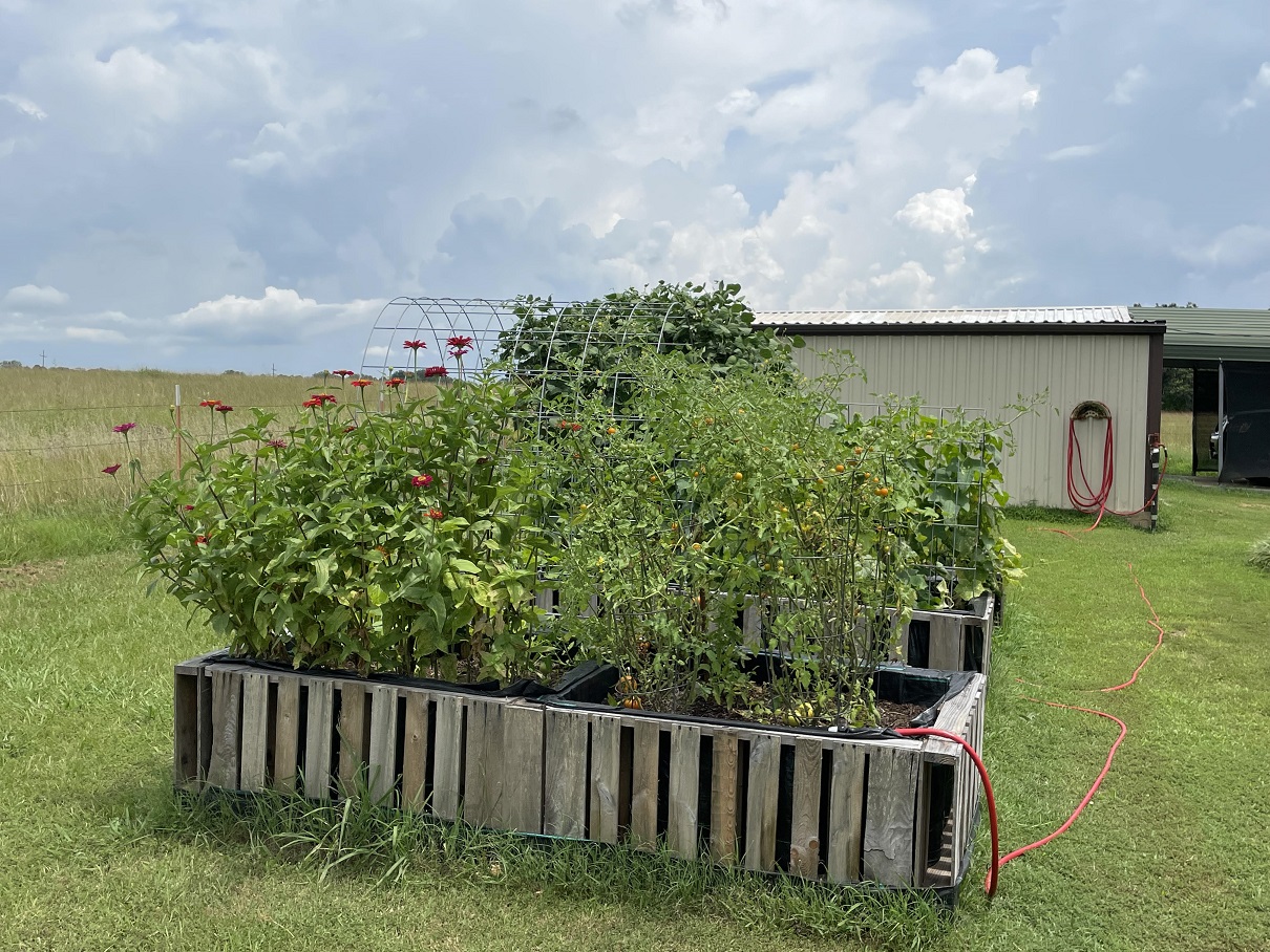 tomatoes and flowers.jpg