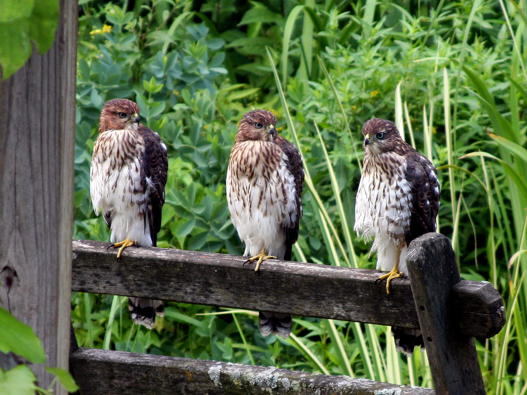 There were four birds lined up when I went for my camera!!!