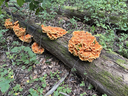 Chicken of the woods on an Oak log.jpg