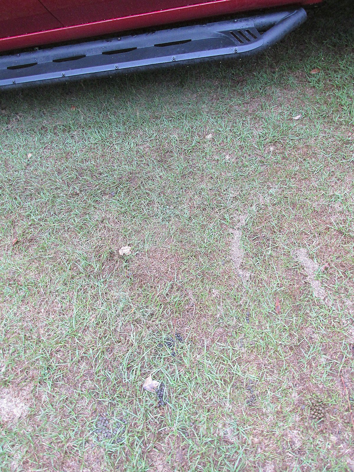 260927 001 deer poop 003c.jpg