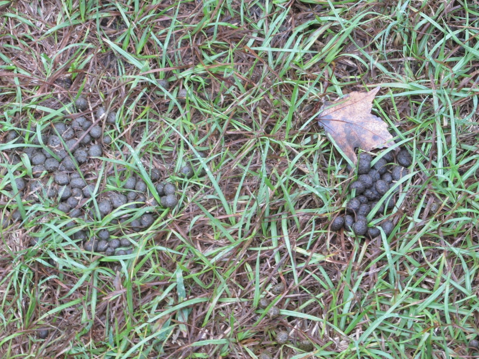 260927 001 deer poop 003b.jpg