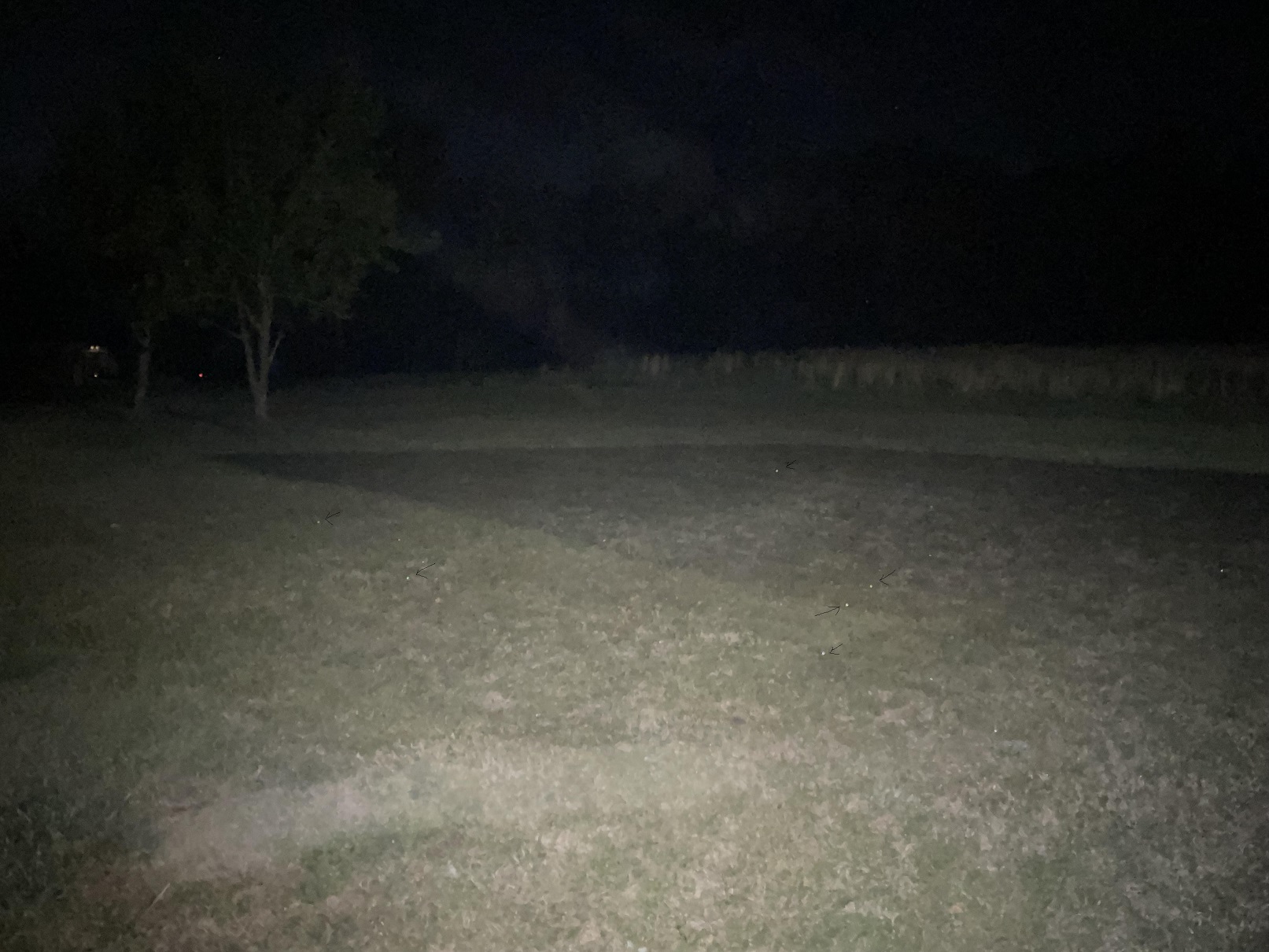 tarantula eyes marked.jpg