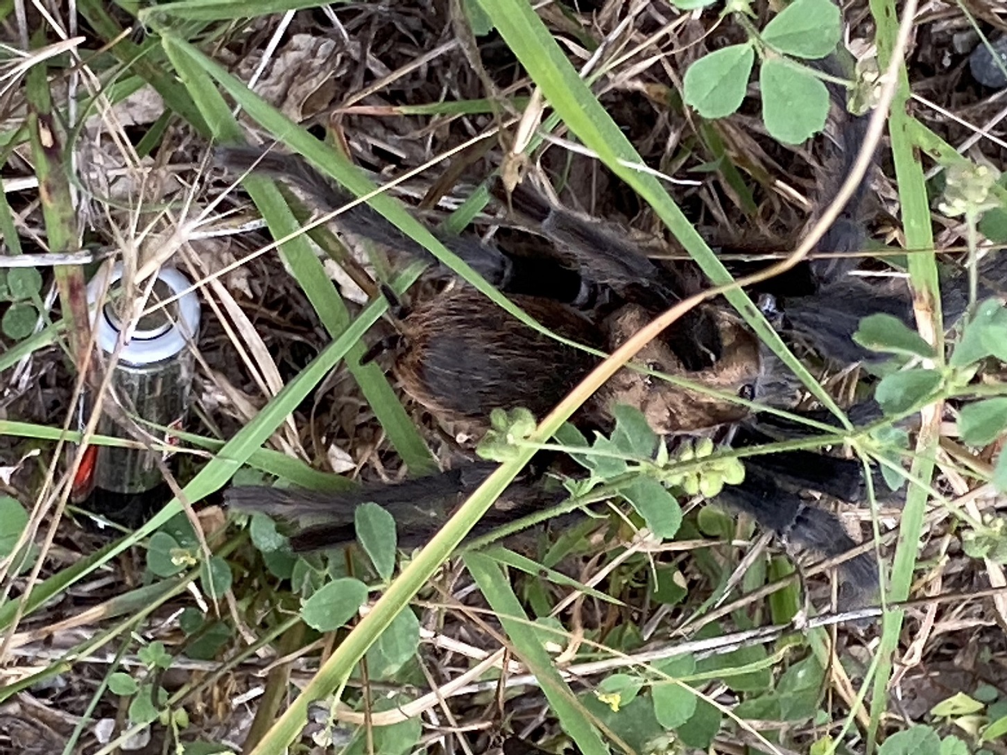 tarantula comp.jpg