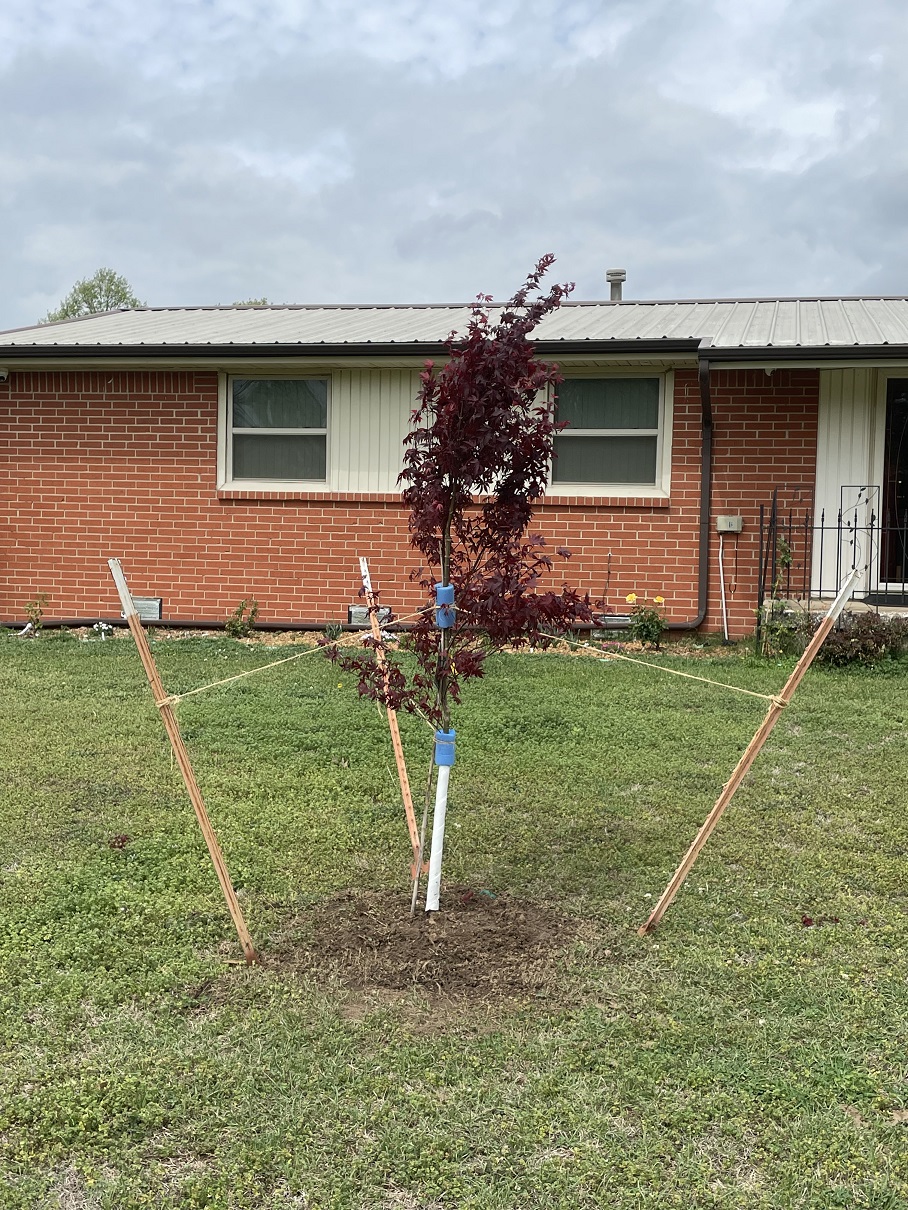 emperor japanese maple front of house.jpeg